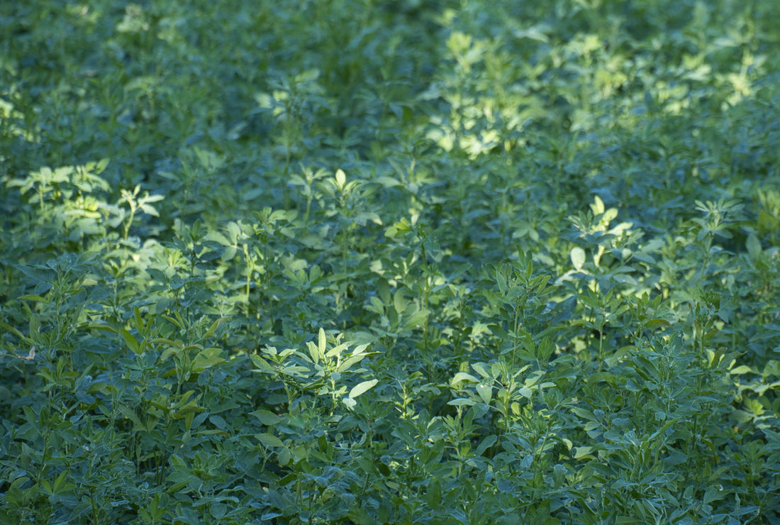 What is alfalfa and why might you find it in a women's supplement?